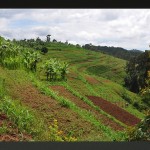 Terrazze radicali - terreno coltivabile per tutti - Nyamyumba